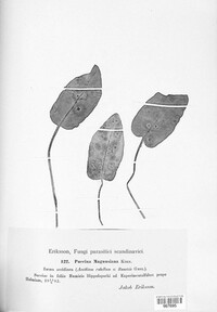 Puccinia magnusiana image